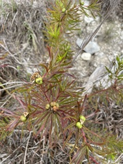 Stillingia texana