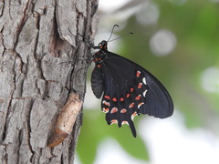 Heraclides rogeri pharnaces