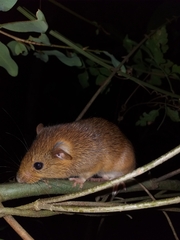 Oecomys bicolor