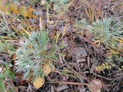 Artemisia sericea