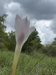 Zephyranthes drummondii