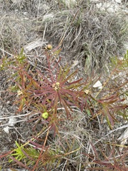 Stillingia texana