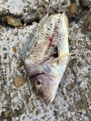 Orthopristis chrysoptera