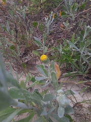 Senecio crassiflorus
