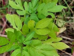 Solanum seaforthianum