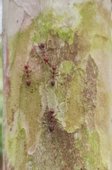 Oecophylla smaragdina