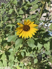 Helianthus petiolaris