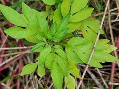 Solanum seaforthianum