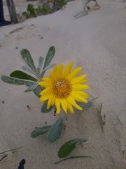 Senecio crassiflorus