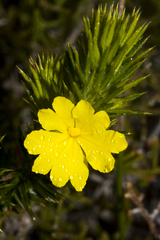 Hibbertia mucronata