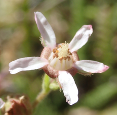 Horkeliella purpurascens
