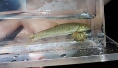 Rhinichthys cataractae