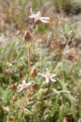 Horkeliella purpurascens