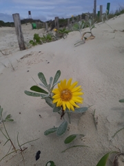 Senecio crassiflorus
