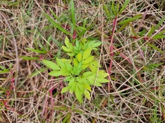 Solanum seaforthianum