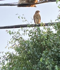 Accipiter cooperii