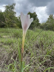 Zephyranthes drummondii