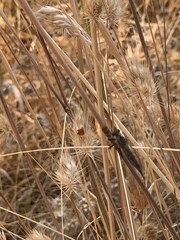 Neomochtherus willistoni