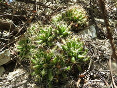 Mammillaria longimamma