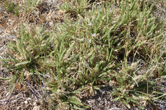 Horkeliella purpurascens