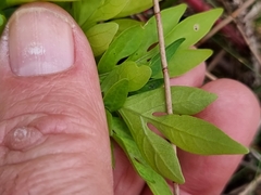 Solanum seaforthianum