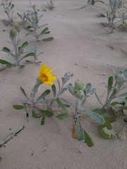 Senecio crassiflorus
