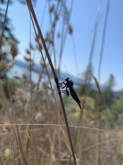 Neomochtherus willistoni