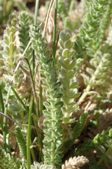 Horkeliella purpurascens