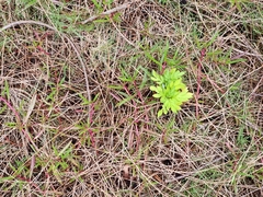 Solanum seaforthianum