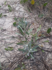 Senecio crassiflorus
