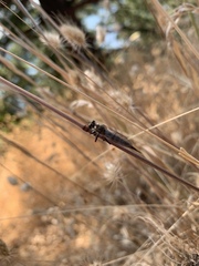 Neomochtherus willistoni