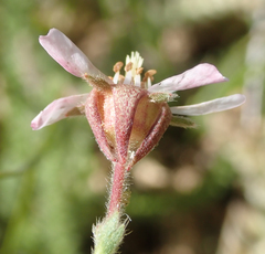 Horkeliella purpurascens