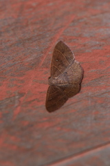 Episemasia