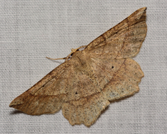 Euchlaena pectinaria