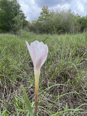 Zephyranthes drummondii