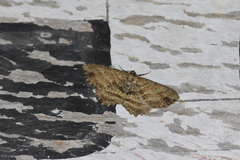 Melanolophia