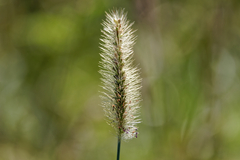 Setaria parviflora