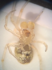 Theridion