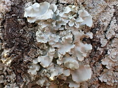 Parmotrema tinctorum