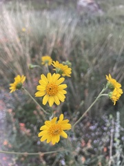 Hymenothrix dissecta