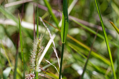 Setaria parviflora