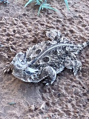 Phrynosoma cornutum