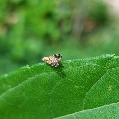 Neotephritis finalis