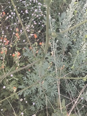 Hymenothrix dissecta