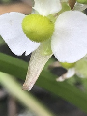 Sagittaria