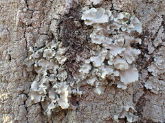 Parmotrema tinctorum