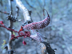Erythrostemon melanadenius