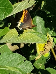 Charaxes jasius