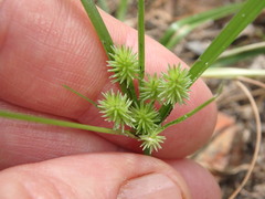 Cyperus croceus