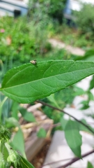 Neotephritis finalis